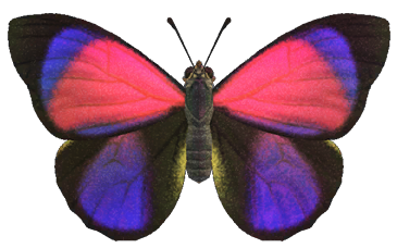 Agrias butterfly detailed image