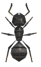Ant detailed image