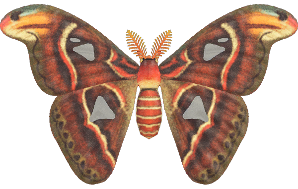 Atlas Moth detailed image