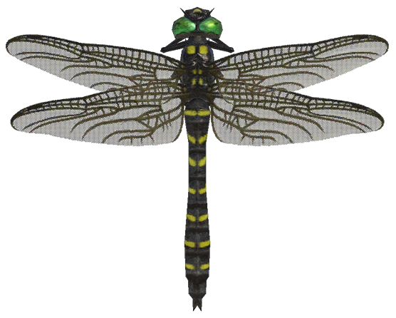 Banded dragonfly detailed image