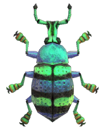 Blue weevil beetle detailed image