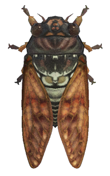 Brown cicada detailed image