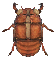 Cicada Shell detailed image