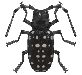 Citrus long-horned beetle detailed image