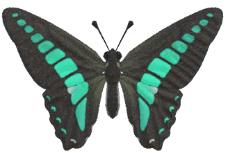 Common bluebottle detailed image