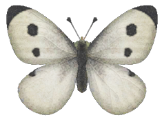Common butterfly detailed image