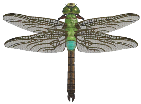 Darner dragonfly detailed image