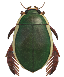 Diving beetle detailed image
