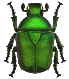 Drone beetle detailed image