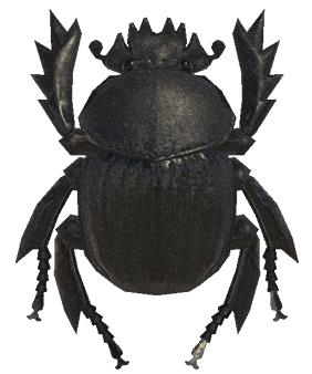 Dung beetle detailed image