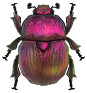 Earth-boring dung beetle detailed image
