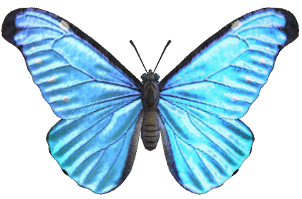 Emperor butterfly detailed image