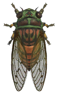 Evening cicada detailed image