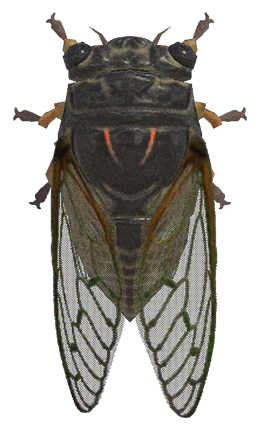 Giant cicada detailed image