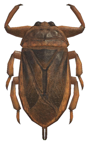 Giant water bug detailed image