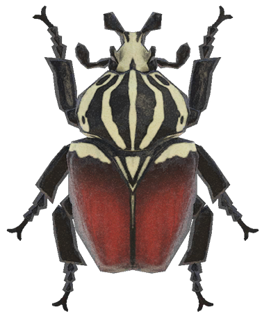 Goliath beetle detailed image