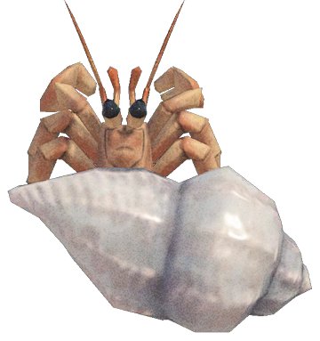 Hermit crab detailed image