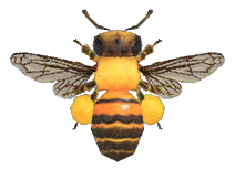 Honeybee detailed image