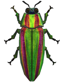 Jewel beetle detailed image