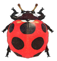 Ladybug detailed image