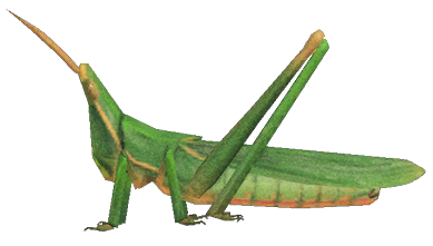 Long locust detailed image