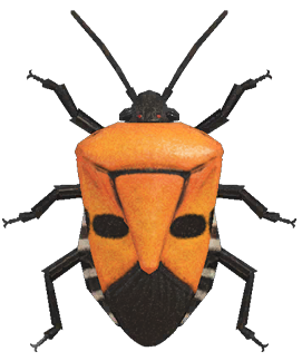 Man-faced Stink Bug detailed image