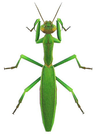 Mantis detailed image