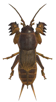 Mole cricket detailed image