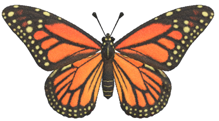 Monarch butterfly detailed image