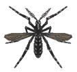 Mosquito detailed image
