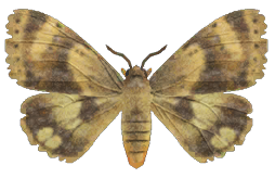 Moth detailed image