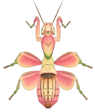 Orchid mantis detailed image