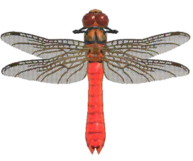 Red dragonfly detailed image