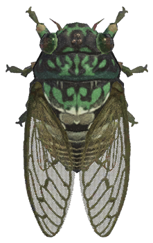 Robust cicada detailed image