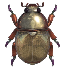 Scarab beetle detailed image