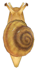 Snail detailed image