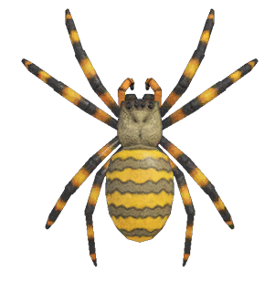 Spider detailed image