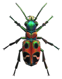Tiger beetle detailed image