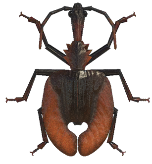 Violin beetle detailed image