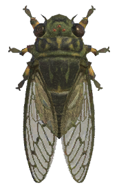 Walker cicada detailed image