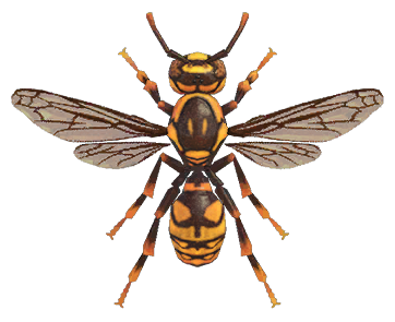 Wasp detailed image