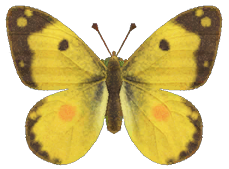Yellow butterfly detailed image