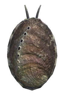 Abalone detailed image