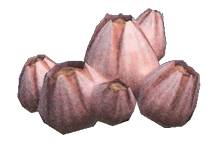 Acorn barnacle detailed image