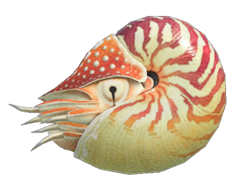 Chambered nautilus detailed image