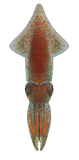 Firefly Squid detailed image