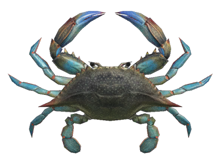 Gazami crab detailed image