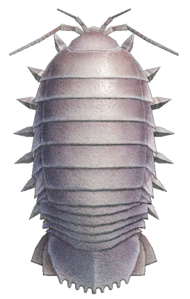 Giant isopod detailed image