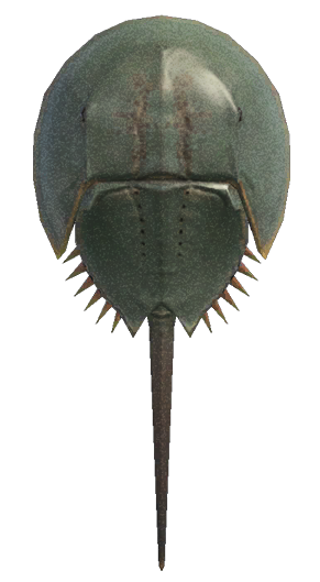 Horseshoe crab detailed image