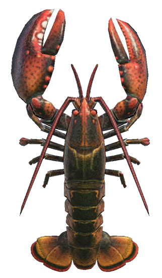 Lobster detailed image